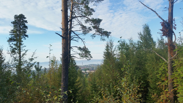 Норвегия, работа и учеба за границей. Плюсы и минусы. Часть 1 – язык.