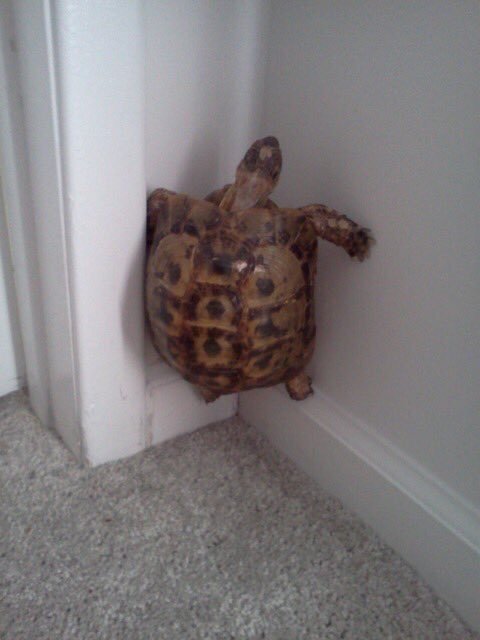 The earthquake scared the turtle and now she is afraid to go down to the floor - Turtle, Fear, Earthquake, Floor