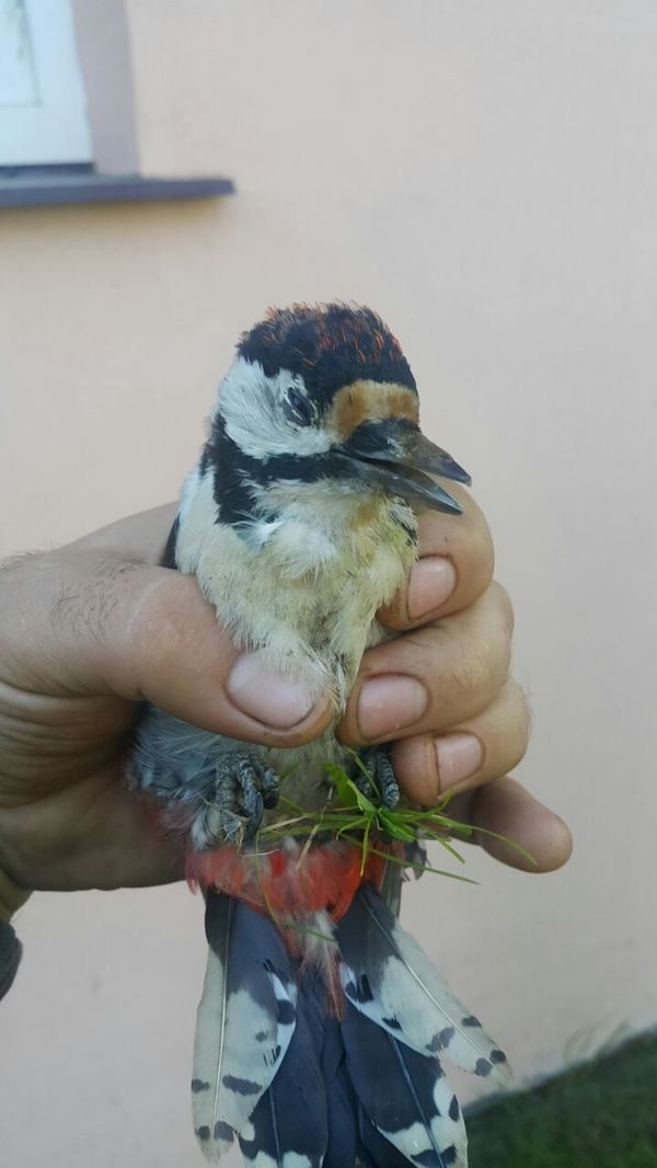 Who is he? - My, Birds, Dacha, Who is, Photo, Longpost