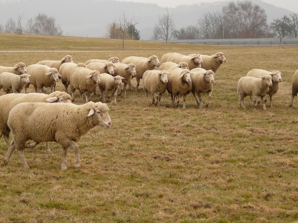 Are we a herd? - My, Are we a herd?, Society, Communication, Stress, Text, Longpost