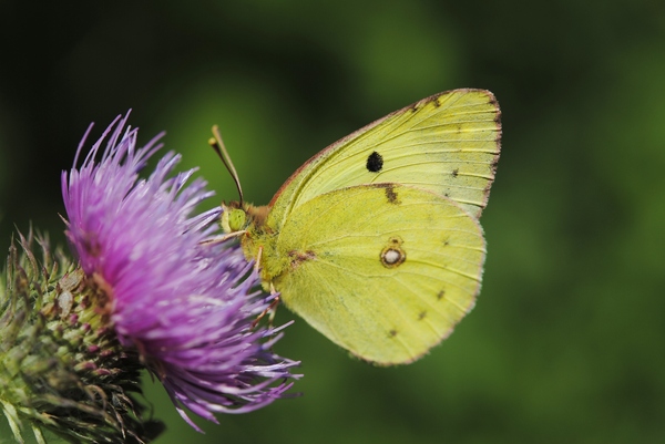 Butterfly Lemongrass - Butterfly, Macro photography, Macro, Summer, My, My, Photo, Flowers