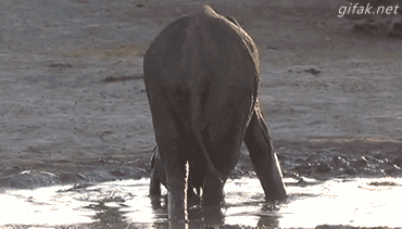 - Well, you look at him?! Well, march home! - Animals, Elephants, Disobedience, Baby elephant, GIF