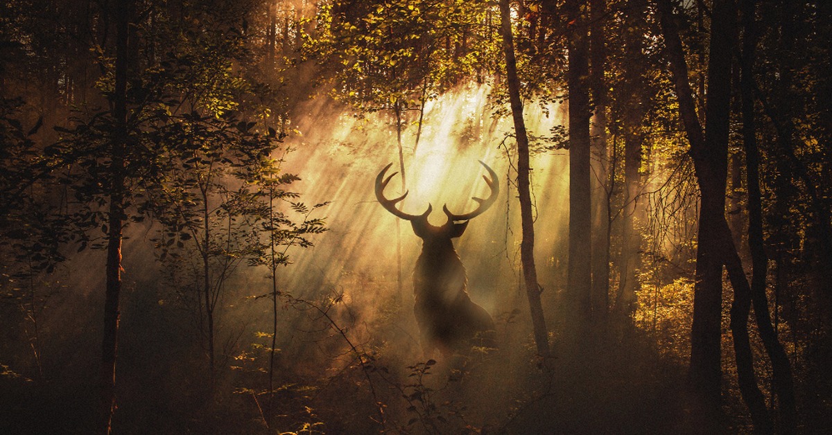 Свет лося. Олень в лесу. Олень в тумане. Мистический олень. Олень в темном лесу.