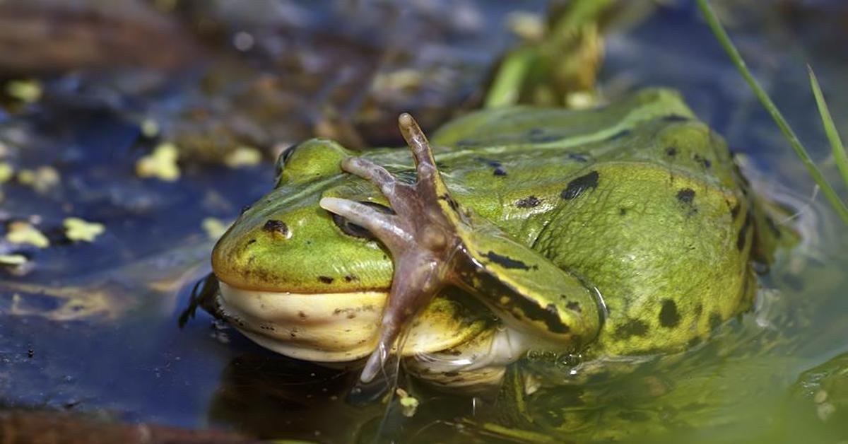 Чем питаются болотные. Болотная жаба. Болото с жабами. Лягушка Пресноводная. Болото с лягушками.