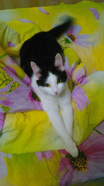 Nizhny Novgorod, help the kitten find a home! - My, cat, , In good hands, Helping animals, Nizhny Novgorod, , Longpost