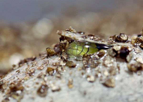      (Dendroaspis viridis) , ,  , , 