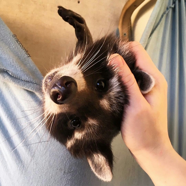 Милоты вам в ленту