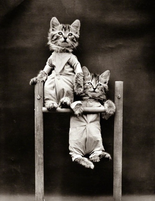 1914 Kittens on the bar. - Photo, The photo, Retro, Moment, Interesting, Animals