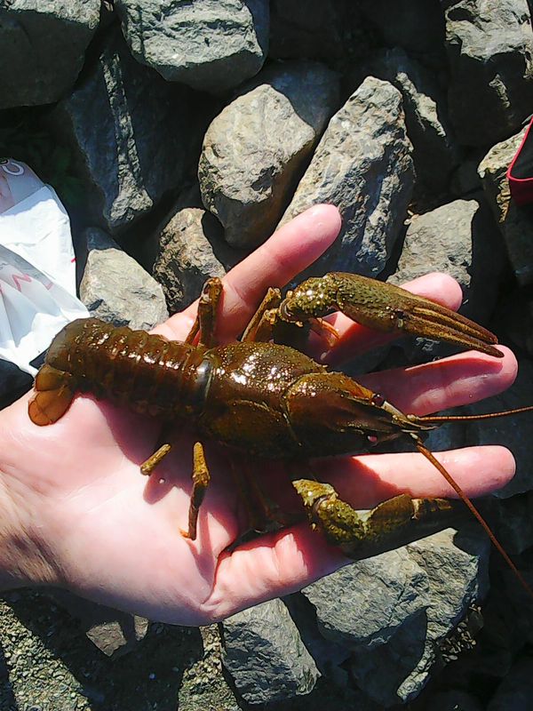 The story of one bottle of beer... - Crayfish, Humor, Beer, My, Story, Longpost