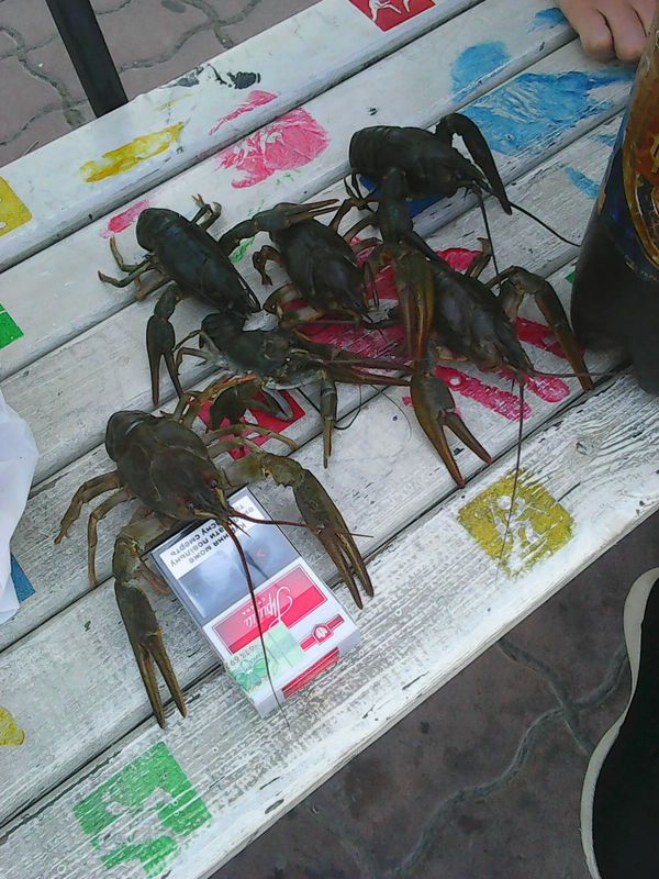 The story of one bottle of beer... - Crayfish, Humor, Beer, My, Story, Longpost