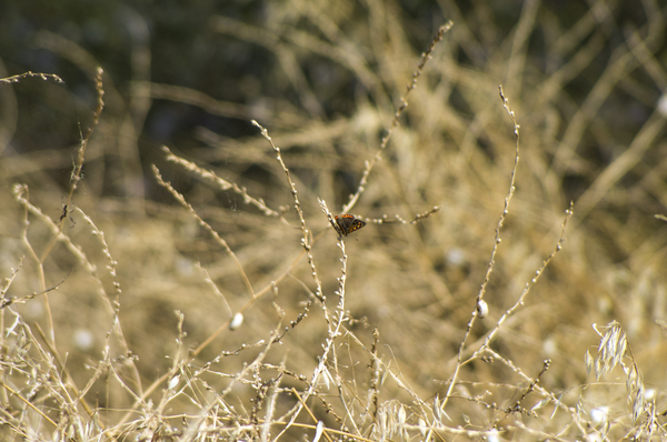 Colors of a bygone summer - My, The photo, Butterfly, Grass, , Soviet optics, 