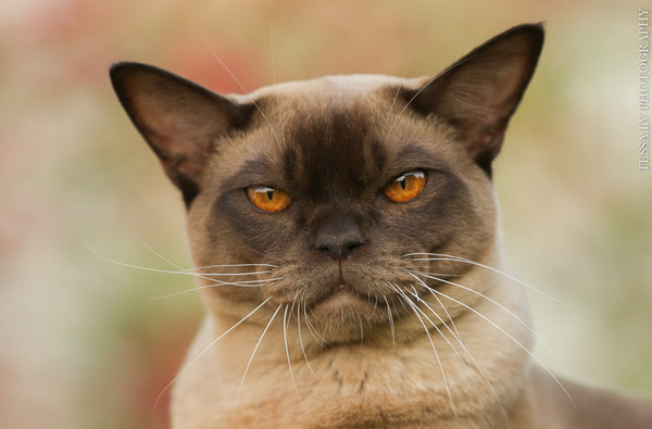 Severe cat Osman - cat, Longpost, Burmese