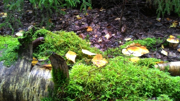 Good in the forest - My, Forest, Mushrooms, Photo, Beautiful