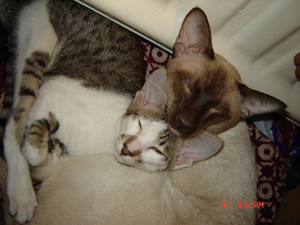 Egor: Moving - My, cat, Oriental cats, Siam, Animals, friendship, Siamese cat