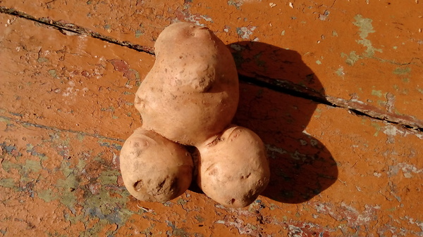 When the harvest is really bad. - My, Potato, , Republic of Belarus