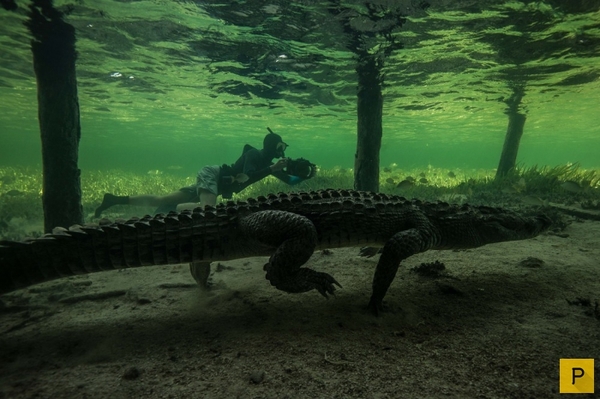 Very close - Interesting, Crocodile, Photo, A life, Nature, In contact with, Crocodiles