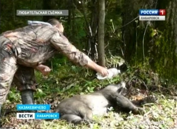 Masha in a poop! - Khabarovsk, Bear, Alcohol - Evil, Video, Khabarovsk region, Alcohol, , Longpost, The Bears, Combating alcoholism