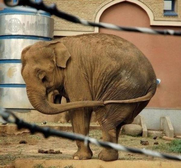 Elephant Day activists are preparing to set a Guinness record. - Bottle, Guinness Book of Records, Arkhangelsk, Elephants