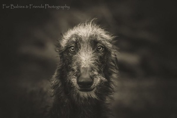 Emotional shots of your beloved dog by photographer Deb Sulzberger - , Photo, Dog, Longpost