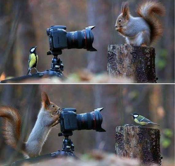 Animal photographers - Nature, Camera, PHOTOSESSION, Squirrel, Birds