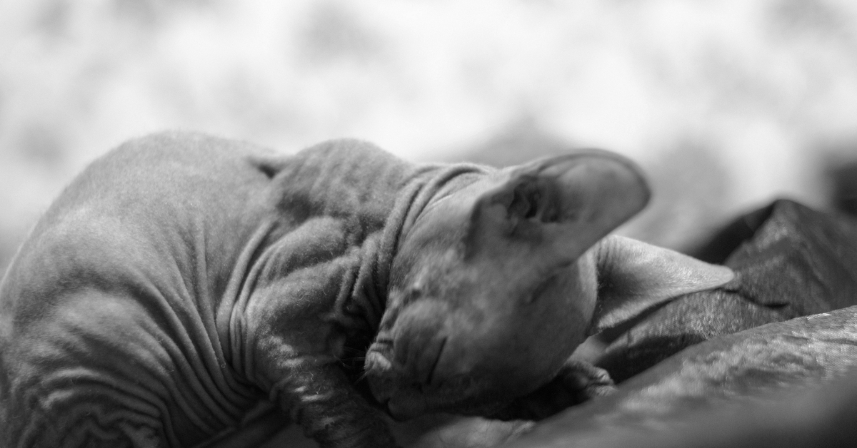 Смешные сфинксы. Канадский сфинкс кошка. Смешные сфинксы. Смешные сфинксы. Донской сфинкс розовый.