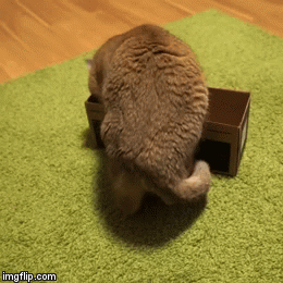Yes, I think it suits me - cat, GIF, , Box