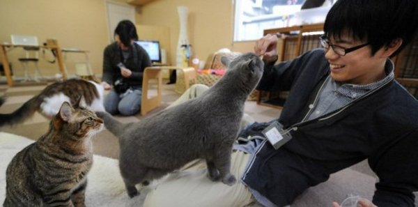 Cats at work - , Japan, Work, cat