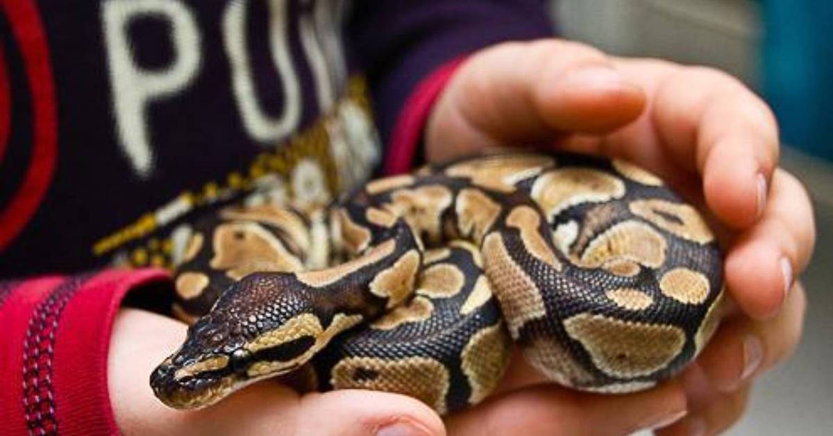 Python меньше. Змея Королевский питон. Королевский питон домашний. Королевский питон маленький. Домашняя змея Королевский питон.