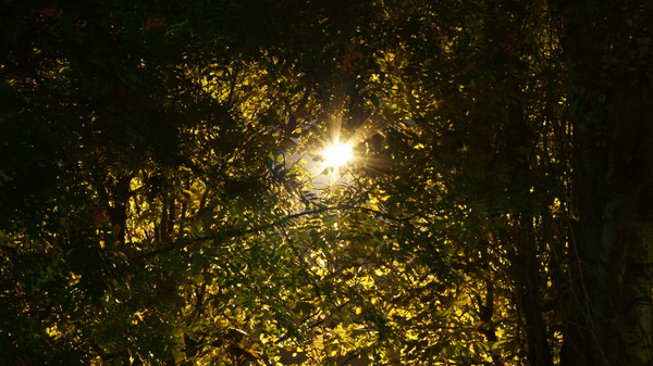 Lantern through the foliage - Night, My, Tree, Foliage, Lamp