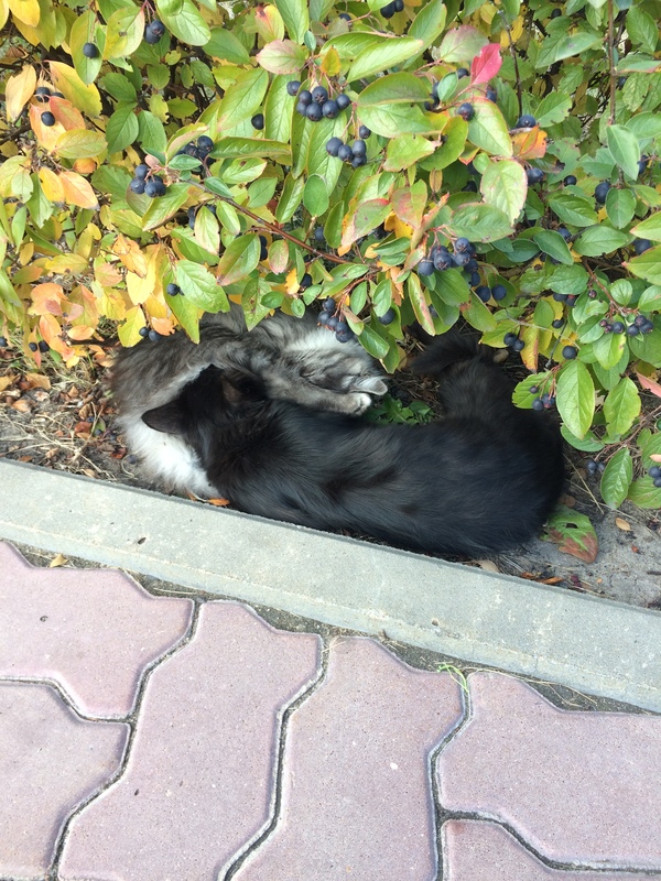 Yin and yang - cat, Autumn