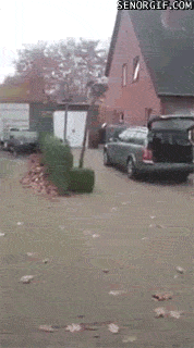 In crowded but not mad. - Car, Dog, GIF