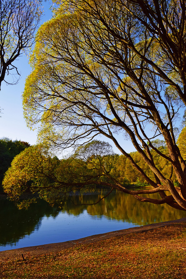 In the warmth of the autumn sun - My, Autumn, Izmailovsky park, Tree