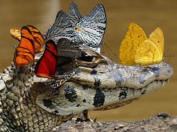 For those who are tired of cats, a beautiful crocodile is offered - Animals, Wild animals, Crocodile, Butterfly, Humor, Beautiful view, The state of nirvana, Crocodiles