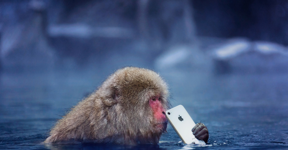 Шимпанзе плавает. Японские макаки. Обезьянка в воде. Обезьяна плавает. Обезьяна с телефоном в воде.