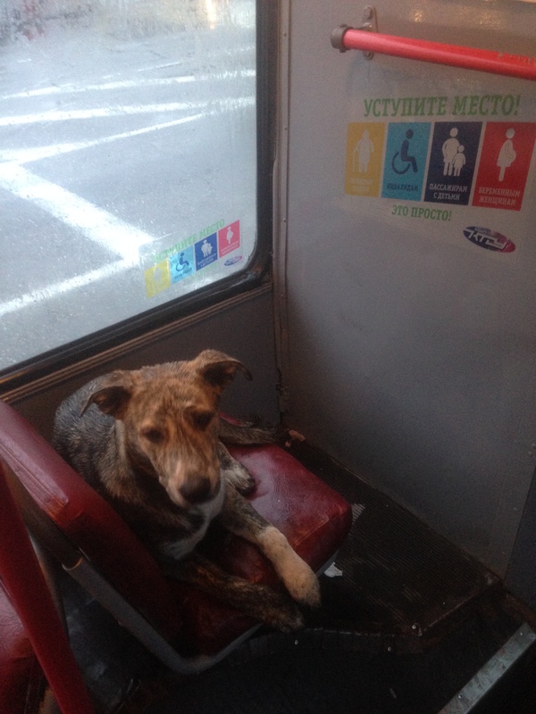 I met today in the trolleybus. - Krasnodar, Dog, My