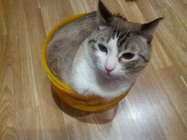 5.5 kg of happiness in a bucket. - Catomafia, Pets, Pet, My, Bucket, cat, My, Discontent