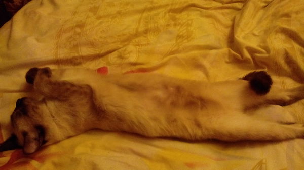 This is how my cat sleeps - cat, My, Fatigue, My