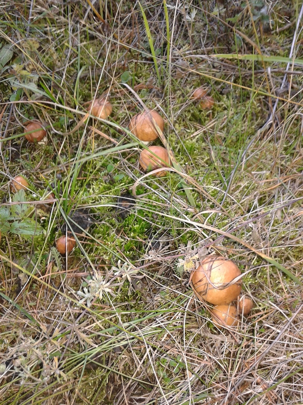 Mushrooms - My, Mushrooms, My, Southern Urals, Longpost