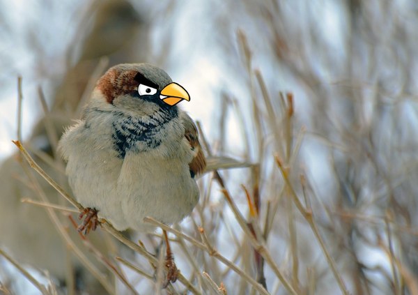 spring sparrow - My, Sparrow, Angry Birds