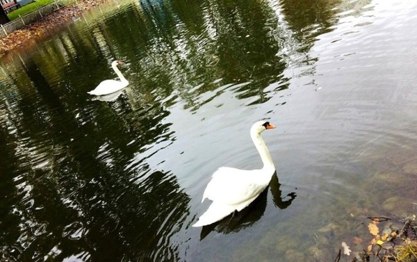 In Moscow, a swan rescued a duck that choked on an acorn - Swans, , Duck, Longpost, The rescue