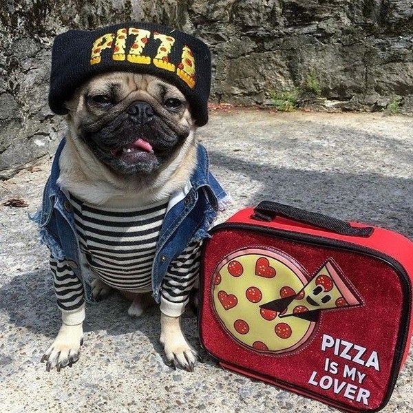 hipster dog - Pizza, Fashion, Dog