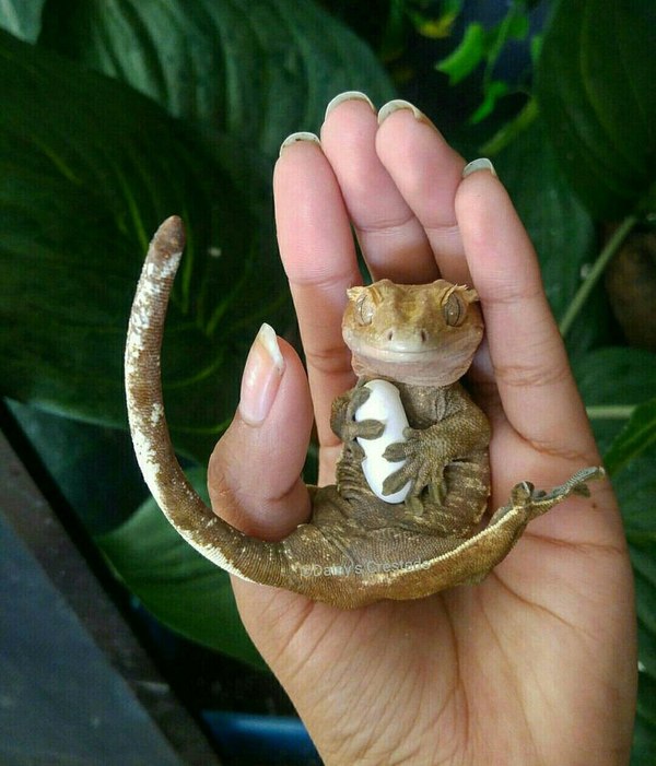 Banana eater and his charm)) - Ciliated banana-eater, Gecko, Lizard, Terrariumistics, Eggs