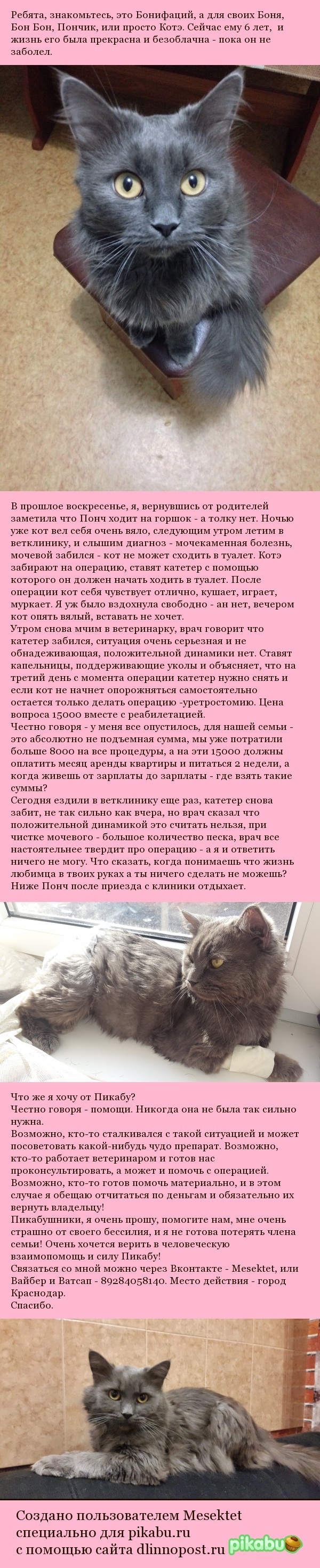 SOS! - My, Help, Krasnodar, cat, Disease, Veterinary, Icd, Money, A life, Longpost