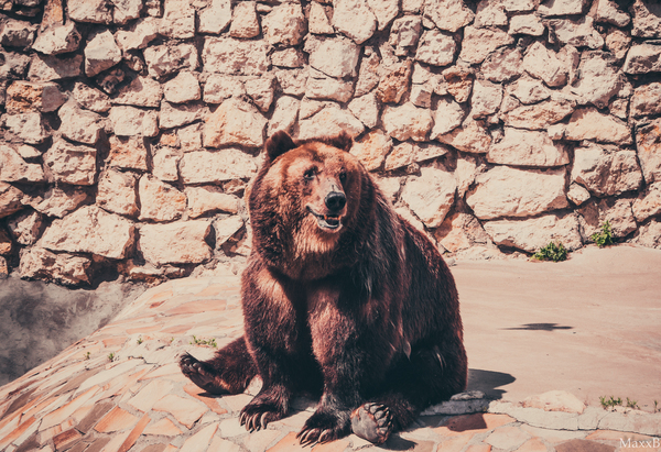 Smiling Bear - My, Photo, The photo, Sony, Zoo