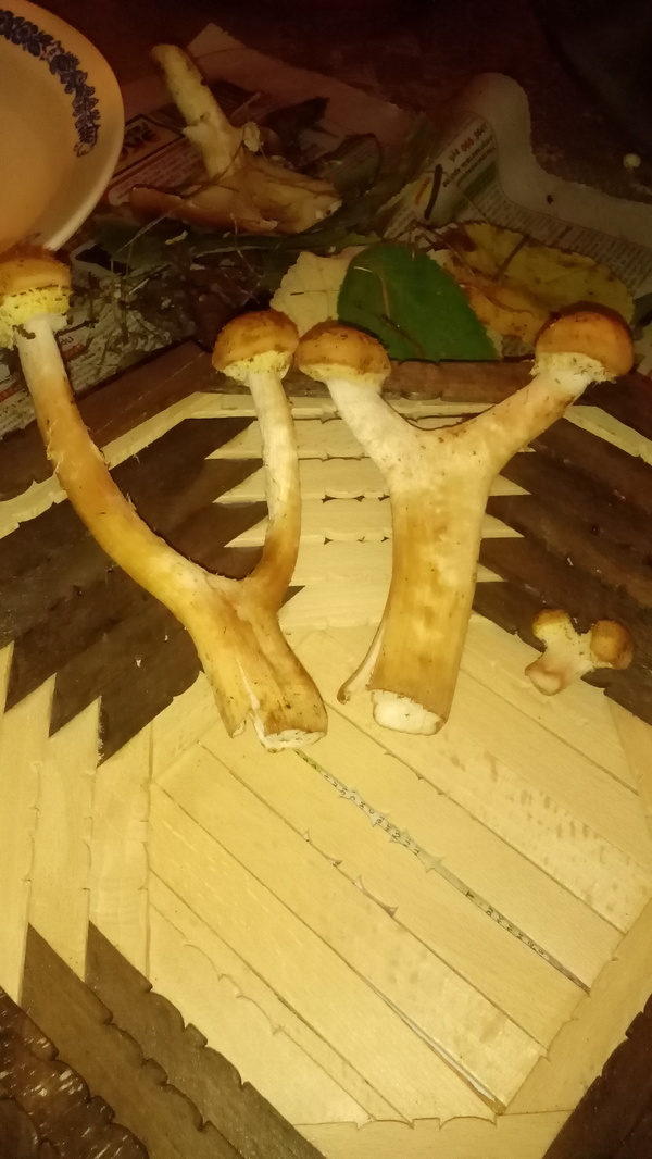 Day six-seven September 24-25, 2016 Mutant mushrooms, tasting and summing up. - My, Diary of a former drunkard, Пьянство, Together, Longpost, Alcoholism