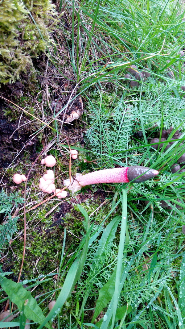 Funny mushroom found in the Tver forests - My, Mushrooms, Forest, Nature, 