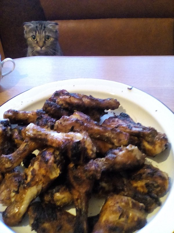 I'll just sit here - cat, Hen, Hunger