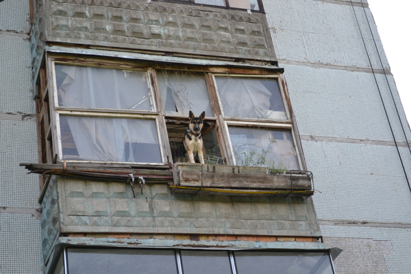 When you are definitely expected (3) - My, Dog, Window, Photo on sneaker