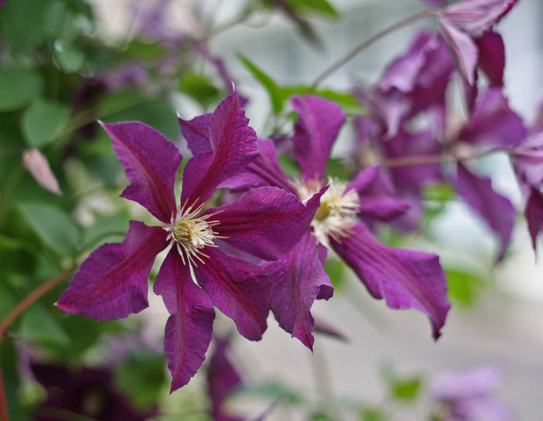 Such a different clematis - My, Photo, Botanical Garden, Clematis, Leaves, Geometry, Flowers, Longpost