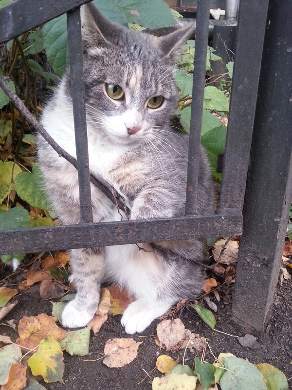 Осенняя киска